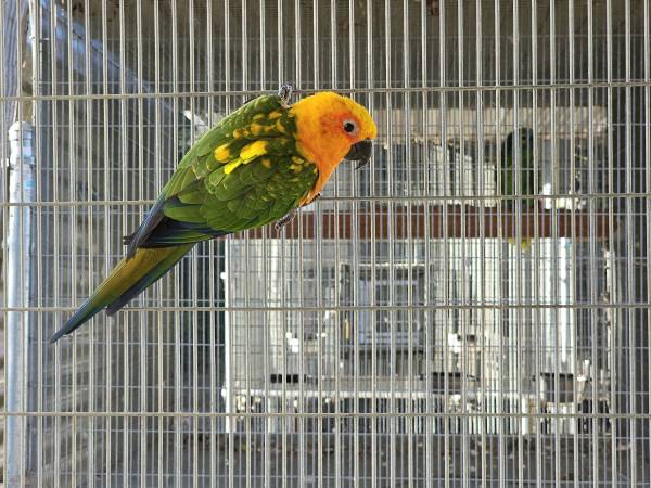 Jenday Conures 1