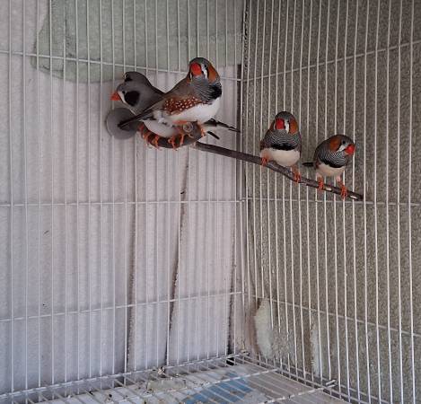 Zebra finches (Harker Heights)63898901825667120
