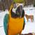 Blue and gold Macaw 4 thumbnail