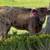 Mini cattle / Mini Donkeys / Mini Horses 5 thumbnail