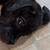 Pitbull puppy’s     Miss Luna & Maximus 12 thumbnail