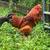 WORLD'S COOLEST ROOSTERS, OVERSTOCK SALE, BUY 1 GET 1 FREE! 11 thumbnail