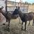 Alpine Doe & Wether 3 thumbnail