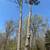 🏡Pro Tree Service — Tree Removal, Trimming & Emergency Clean-Up 15 thumbnail