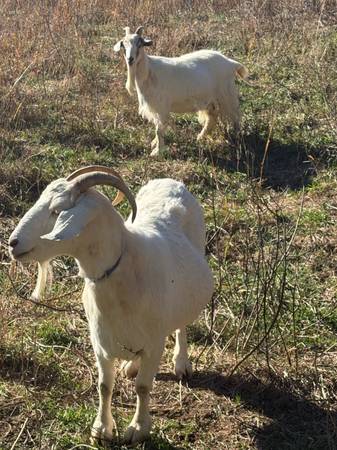 Goats for sale 1