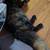 Missing cat 1 thumbnail
