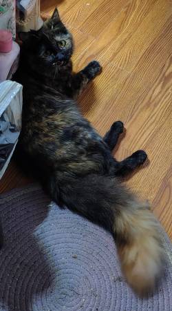 Missing cat 1