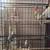 rehoming cockatiels! 1 thumbnail