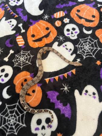 Boa constrictor (Cleveland)63686622607489120
