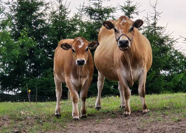 A2/A2 purebred Jersey, homozygous polled 1