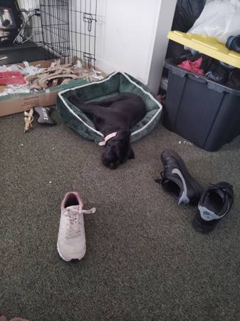 All black cane corso 1