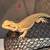 Bearded Dragon Babys 5 thumbnail