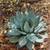 Agave Parryi Truncata Artichoke Huge Specimen 2 thumbnail