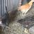 Chickens 5 thumbnail