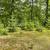 White Pine Balsam Trees 8 thumbnail
