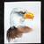 Original Bald Eagle Illustration - Hand-Signed 7x8 Watercolor & Ink 2 thumbnail