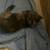 Cute black and biege kitten 11 thumbnail
