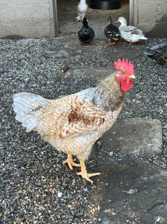 Rooster 1