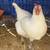 American Bresse Hen/Rooster 5-6 mos old 5 thumbnail