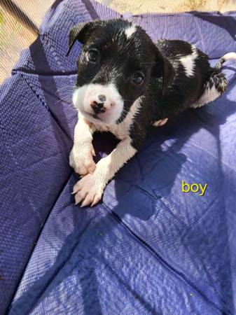 Pit Bull Puppies (Shawnee)63681505766785120