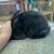 Rex Rabbits 7 thumbnail