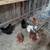 Hens 1 thumbnail