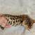 F3 Savannah lynx jungle cat kittens 3 thumbnail
