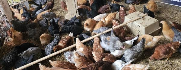 Pullets - Chickens for Sale 1