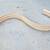 Flexible Dentil crown molding 11 feet 10 thumbnail