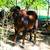 Registerable Mid size Angus heifers! 10 thumbnail