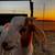 Boer goat 2 thumbnail