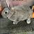 New Zealand/Flemish Giant mix bunny rabbits 9 thumbnail