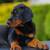 The best imported European Dobermans a total pkg ready now 7 thumbnail