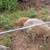 Herd of Mangalitsa Pigs 10 thumbnail