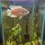 Large oscar fish and 2 goldfish 3 thumbnail