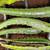 Rooted Dragon Fruit plants 200 Varieties starting from $30  Pick in Fa 15 thumbnail