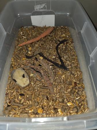 Mealworms (Dothan AL)64203134126082121