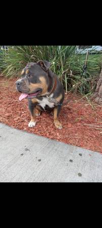 Bully mix (Los Angeles)63829967728003122