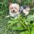 Partí Yorkie 2 thumbnail