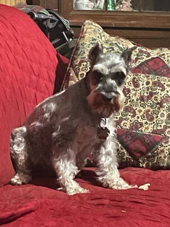 Missing Mini Schnauzer 1