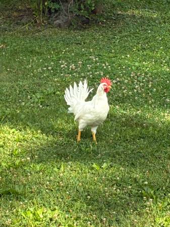 Rooster 1