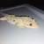 Dalmatian crested gecko toy 2 thumbnail