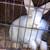 Rehoming pet rabbits 6 thumbnail