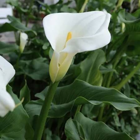 Special price Calla lilies plants $5.00 each 1