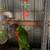 Bird 3 thumbnail