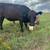 Simmental heifer 1 thumbnail