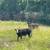 Cattle 4 thumbnail