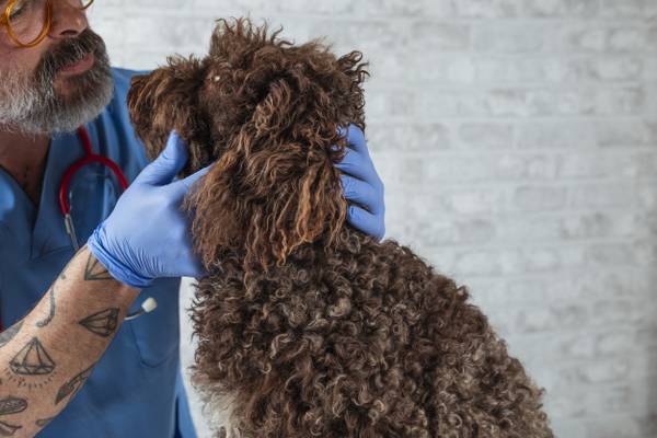 Now Hiring: Lead Veterinary Assistant – Full-Time 1