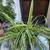 Healthy Flowering Spider Plant w/ A Dozen+ Pups in Purple Ceramic 5 thumbnail