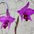 LAELIA ANCEPS: 100 Select Blooming Size Plants 1 thumbnail